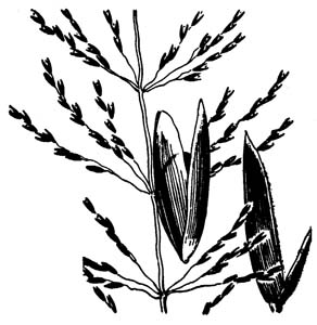 Pineywoods Dropseed,
Sandhill Dropseed / Sporobolus junceus